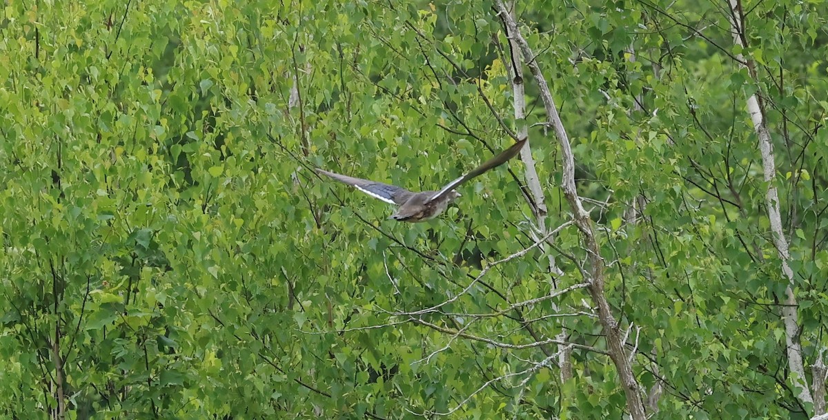 Wood Duck - ML620541470