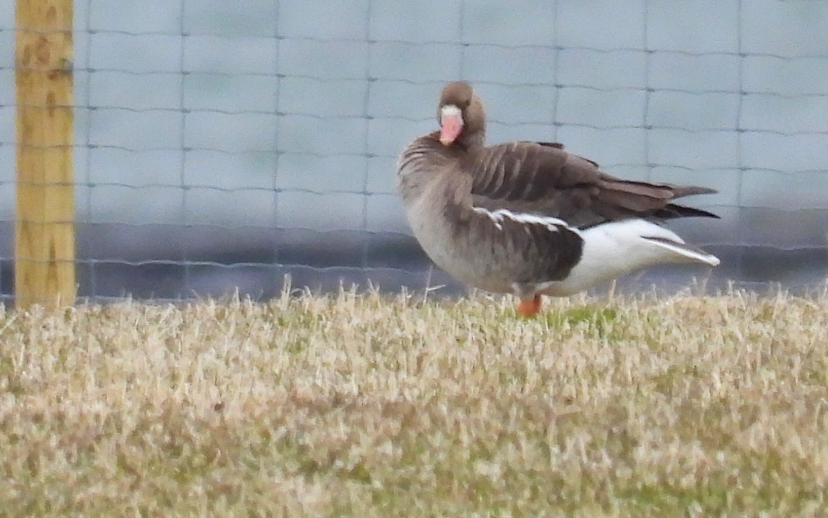 Lesser White-fronted Goose - ML620541471