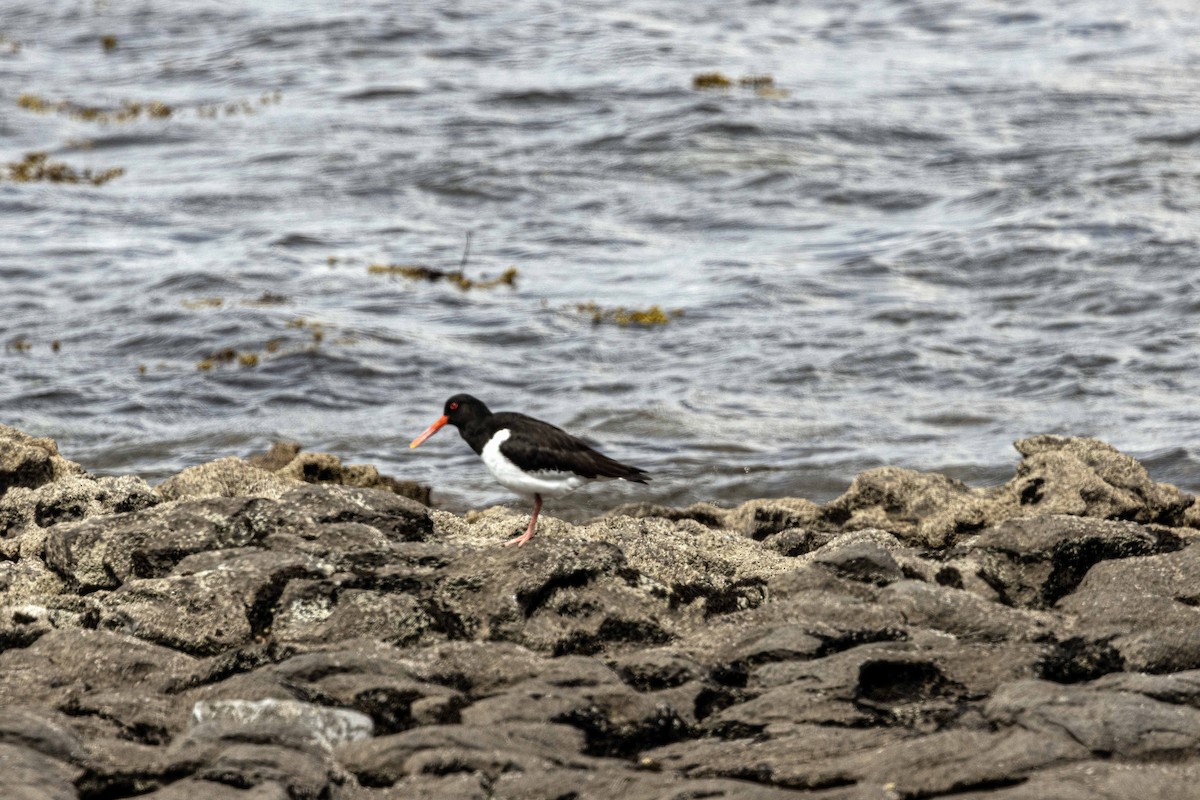 Eurasian Oystercatcher - ML620541476