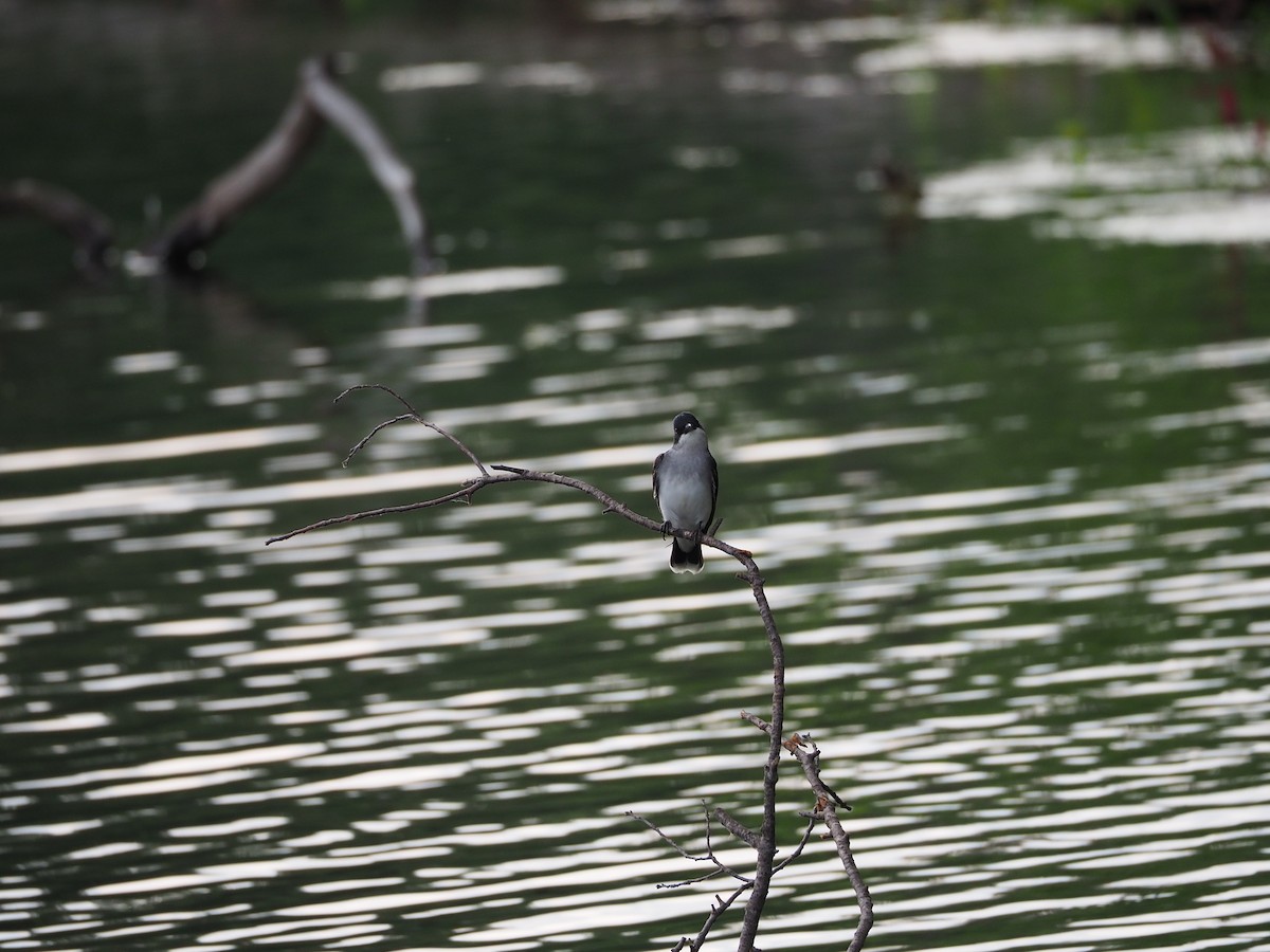 Eastern Kingbird - ML620541481