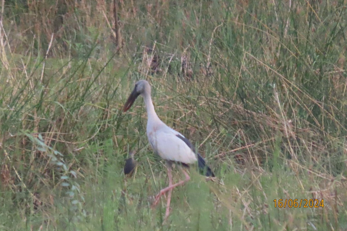 Asian Openbill - ML620541487