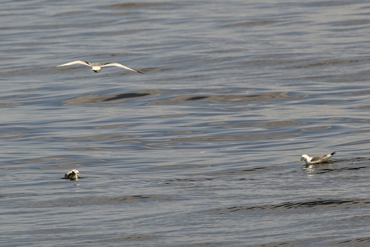 Mouette tridactyle - ML620541489