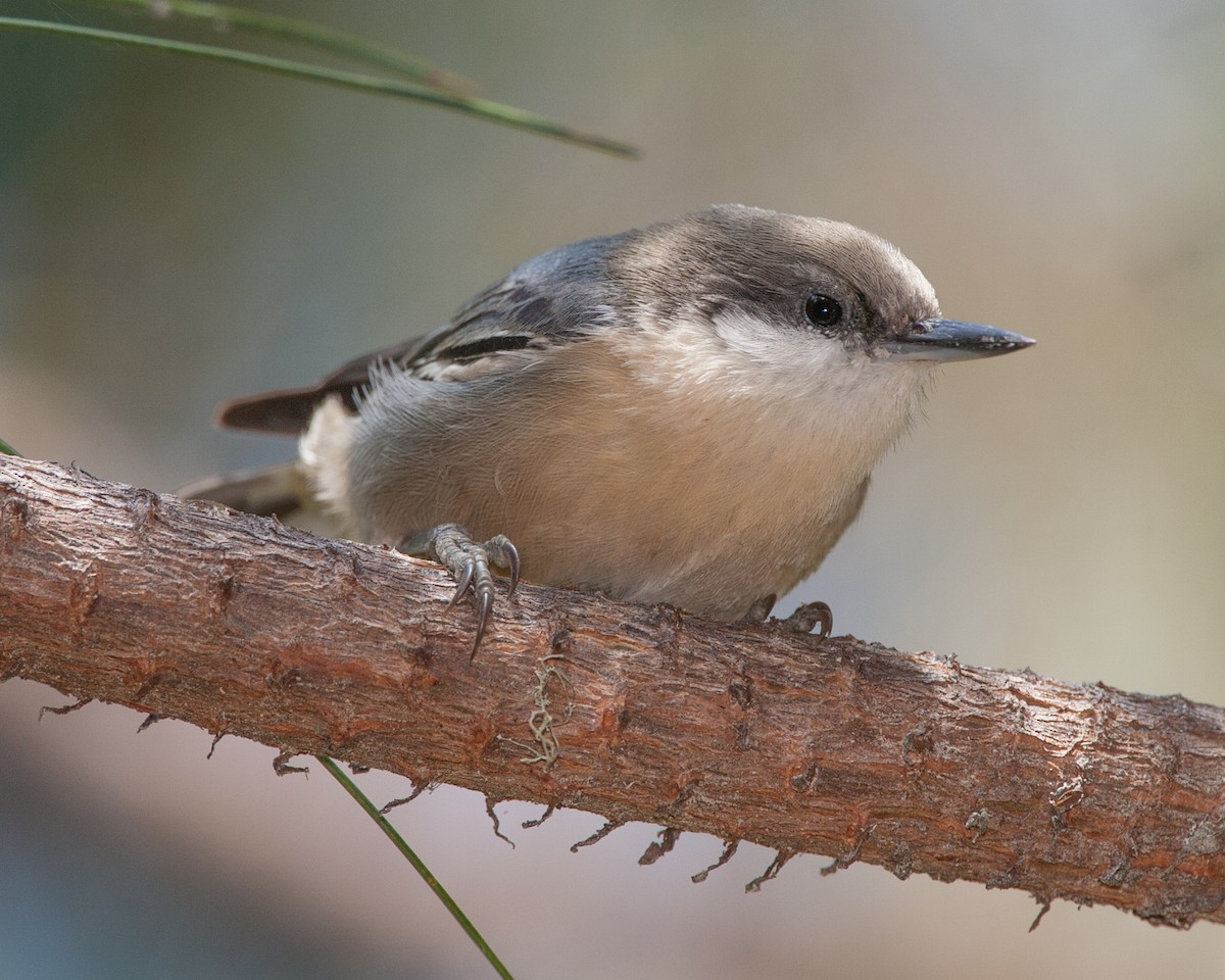 Pygmy Nuthatch - ML620541493