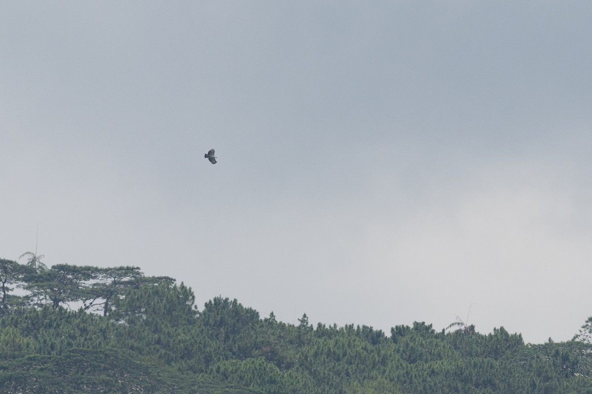 Águila Monera - ML620541495