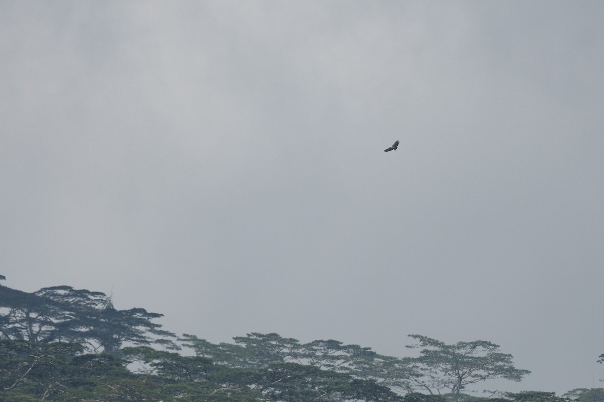 Philippine Eagle - ML620541496