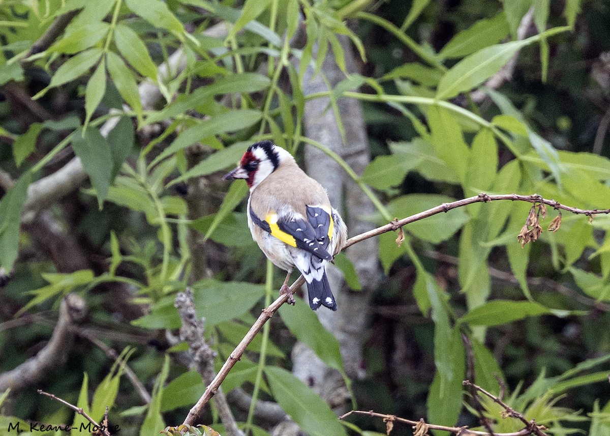 European Goldfinch - ML620541501