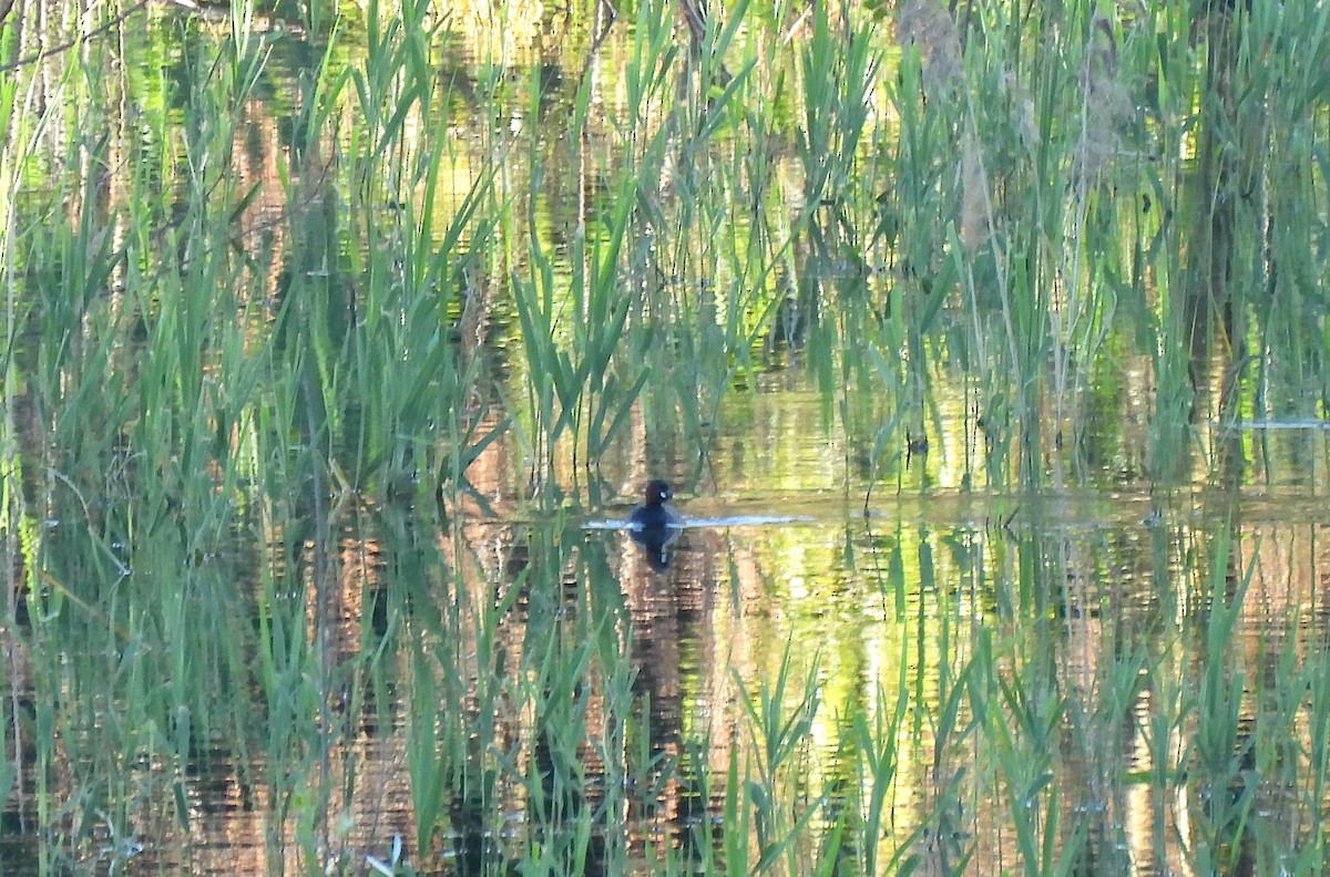 Little Grebe - ML620541502