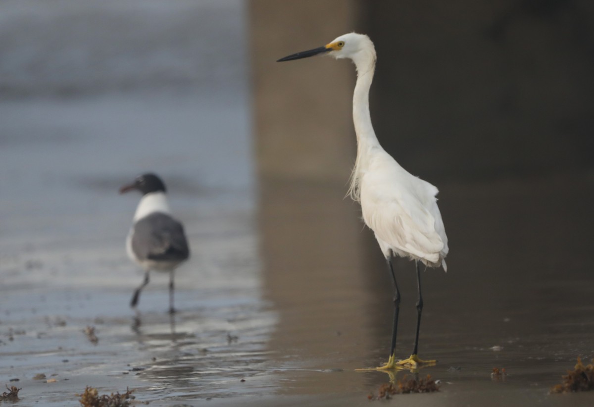 Snowy Egret - ML620541506