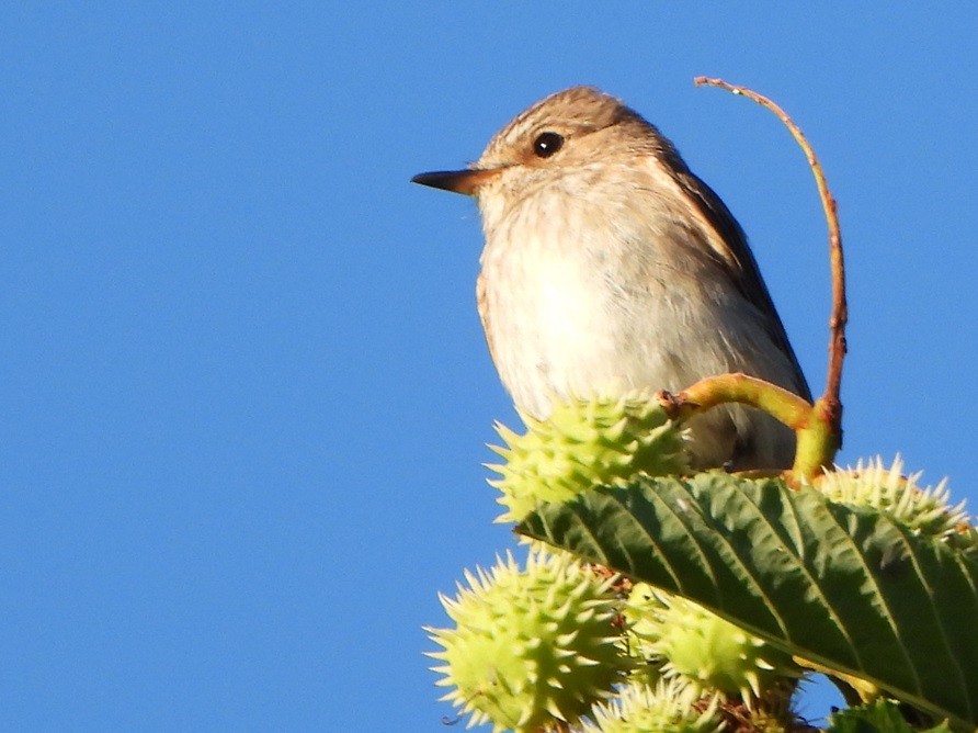 Spotted Flycatcher - ML620541513