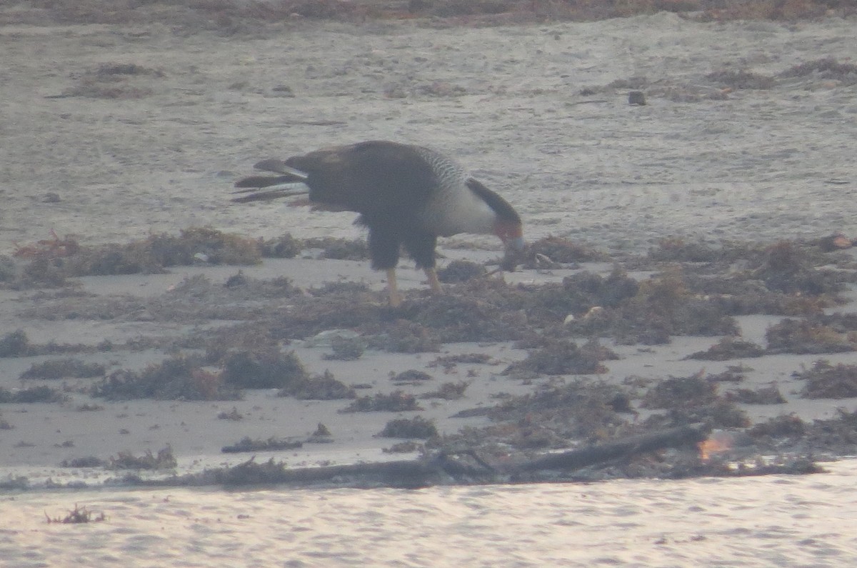 Crested Caracara - ML620541517