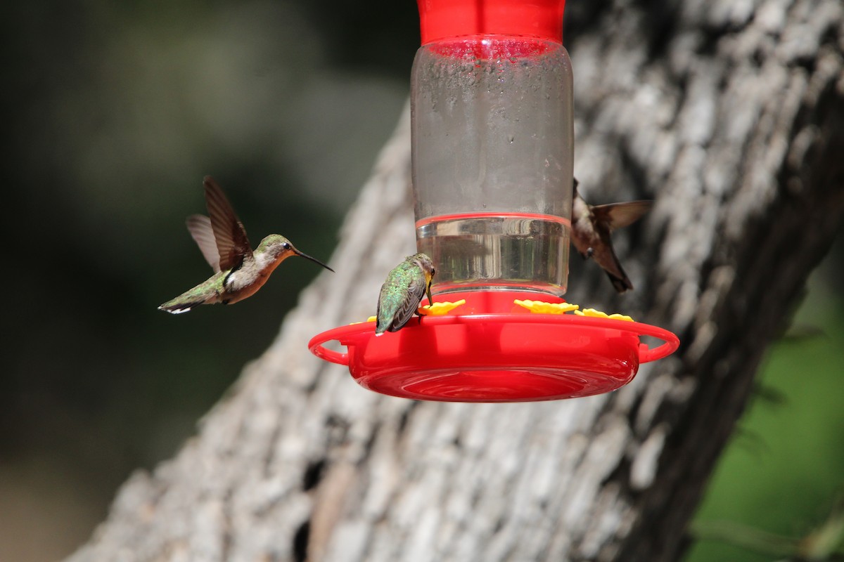 Black-chinned Hummingbird - ML620541522