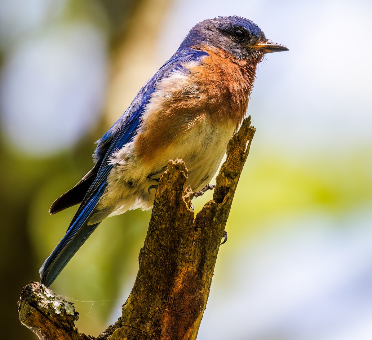 Eastern Bluebird - ML620541527