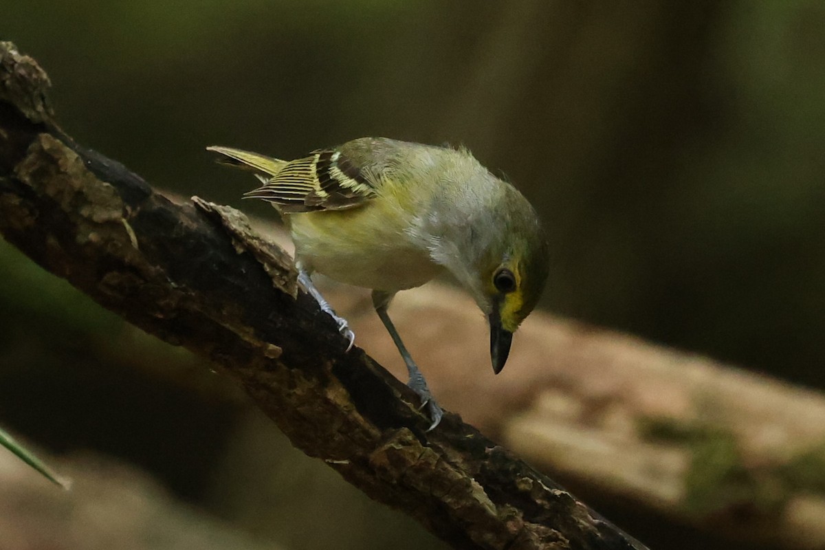 White-eyed Vireo - ML620541538