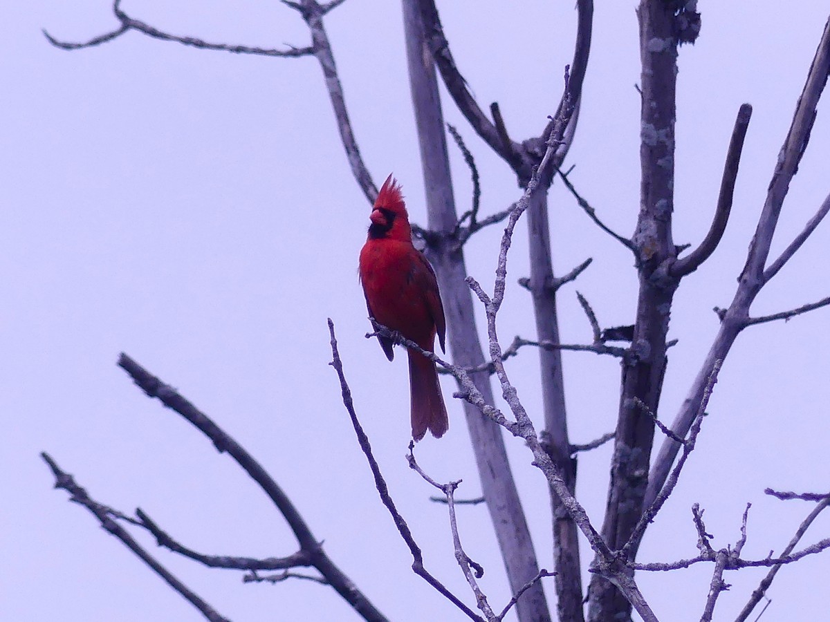 Cardenal Norteño - ML620541542