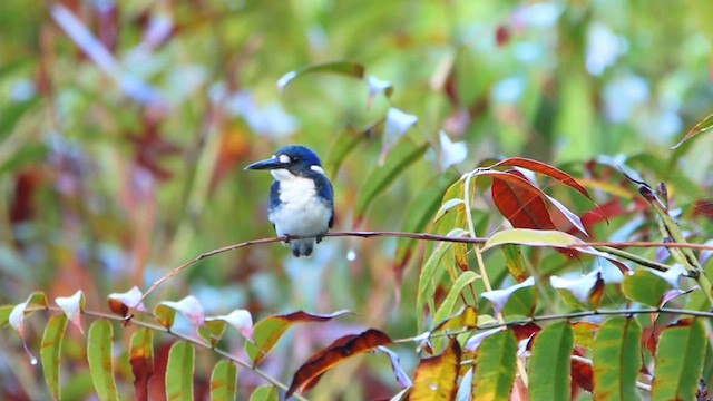 Little Kingfisher - ML620541545