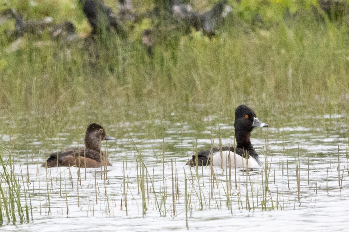 Ring-necked Duck - Peter North