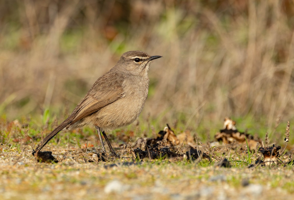 Karoo Scrub-Robin - ML620541558