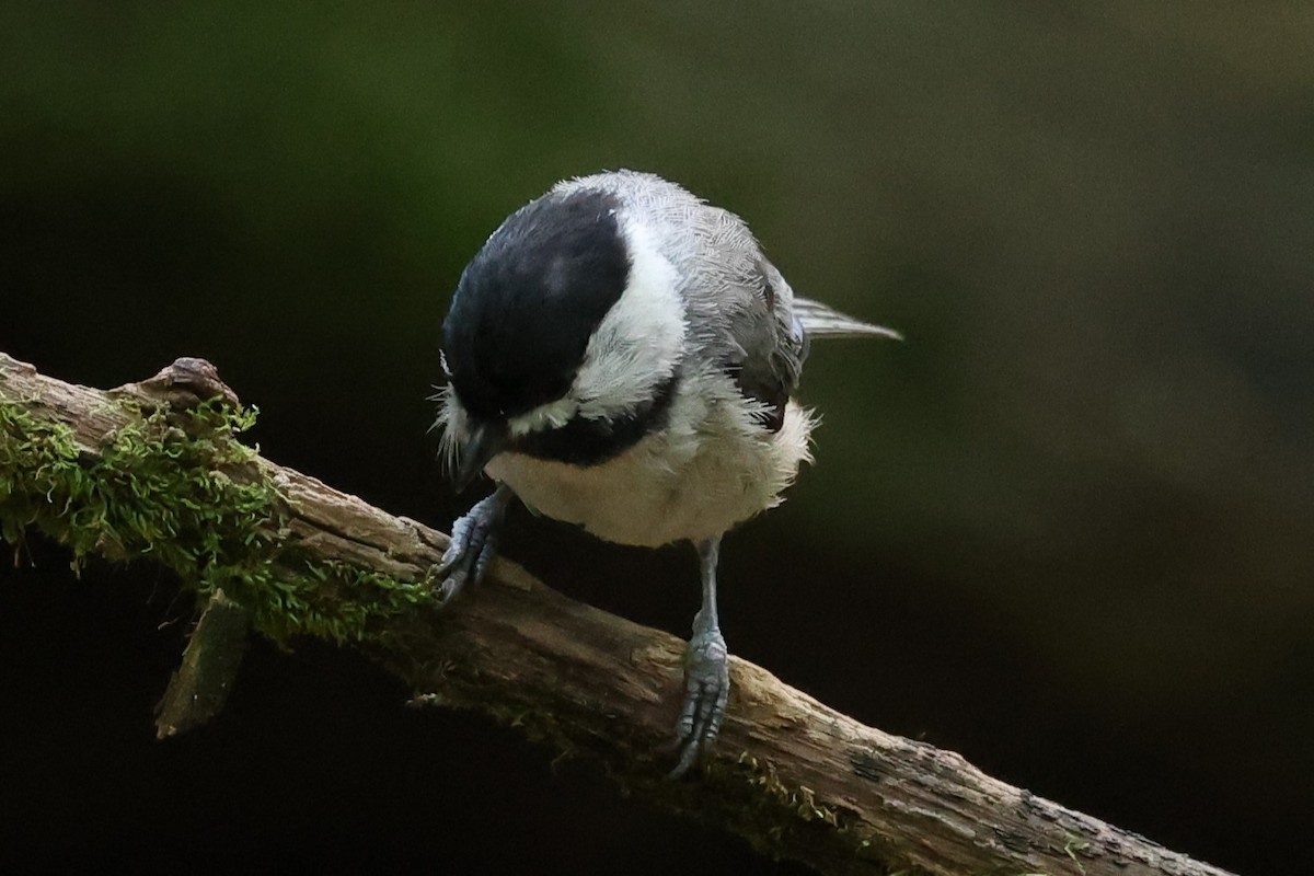 Carolina Chickadee - ML620541560