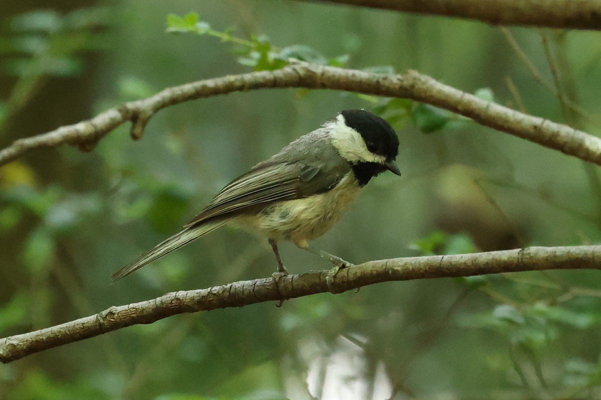 Carolina Chickadee - ML620541561