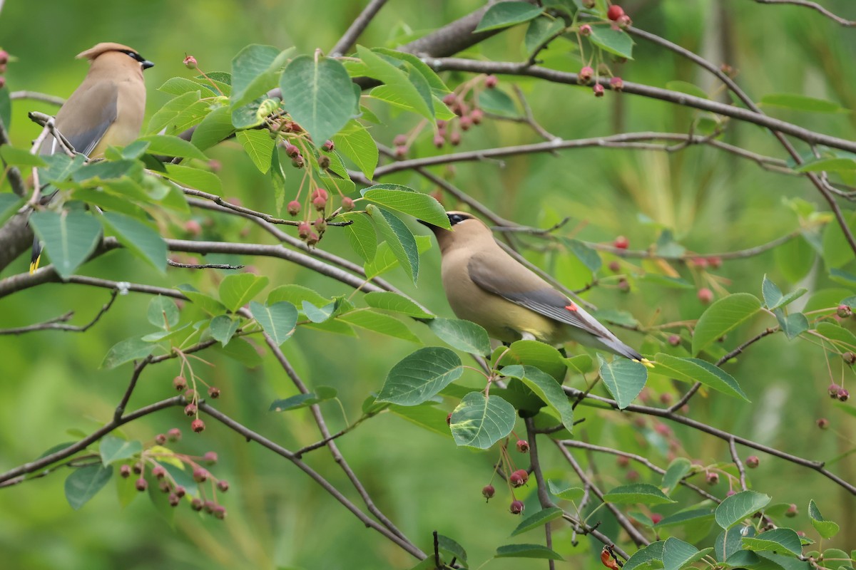 Cedar Waxwing - ML620541564