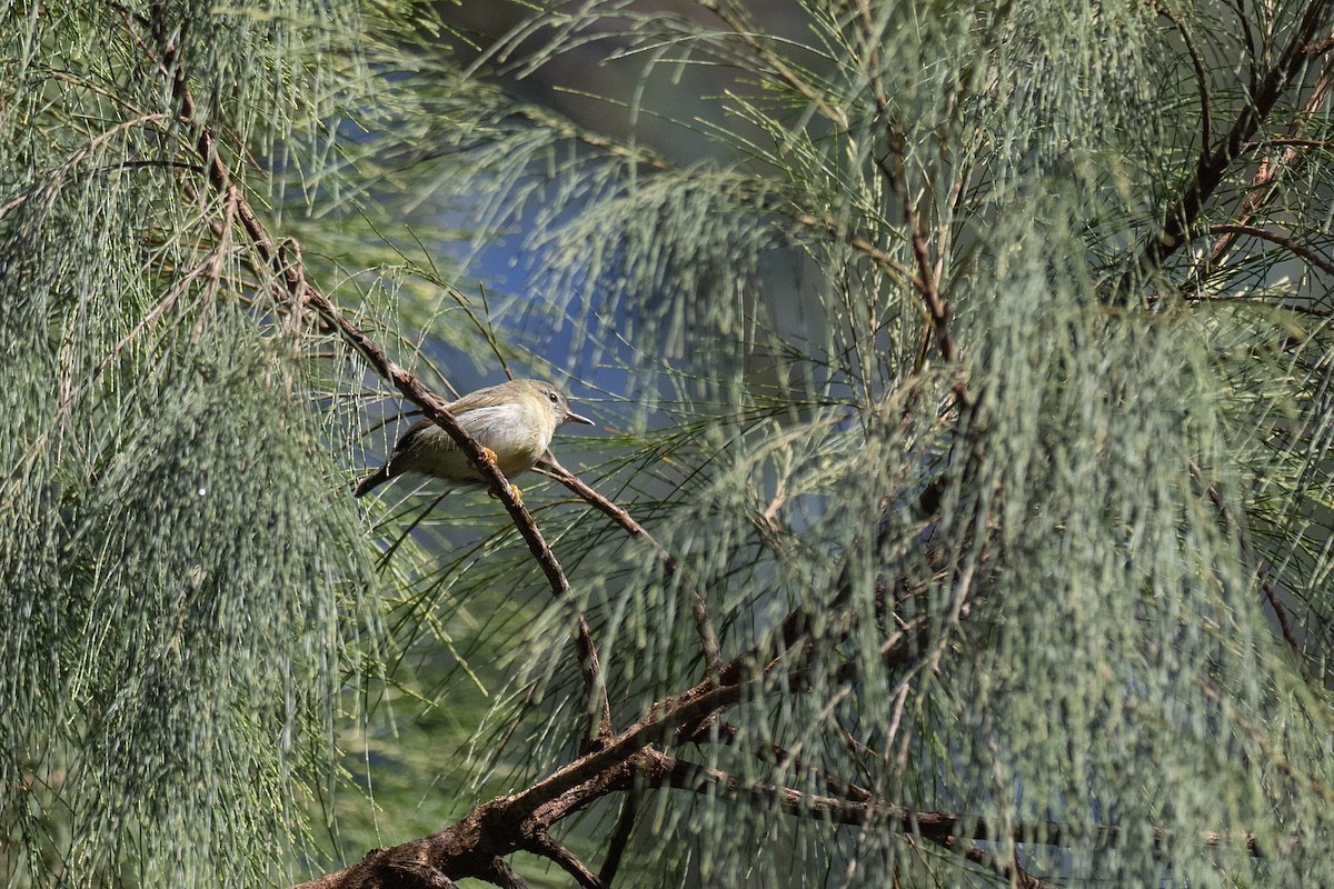 Mindanao Plumed-Warbler - ML620541565