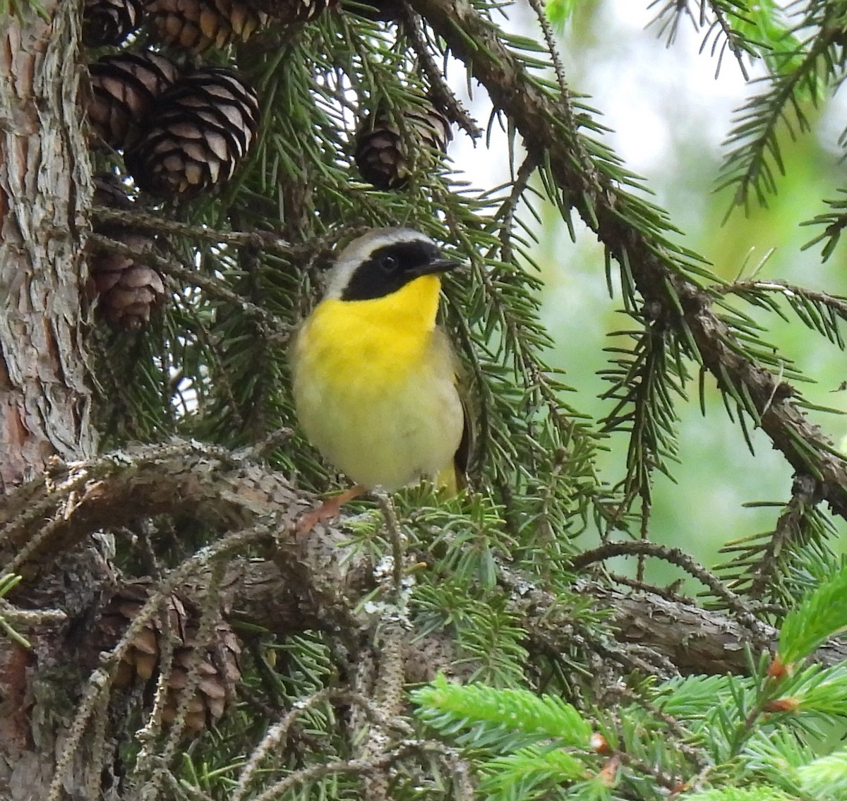 Common Yellowthroat - ML620541568