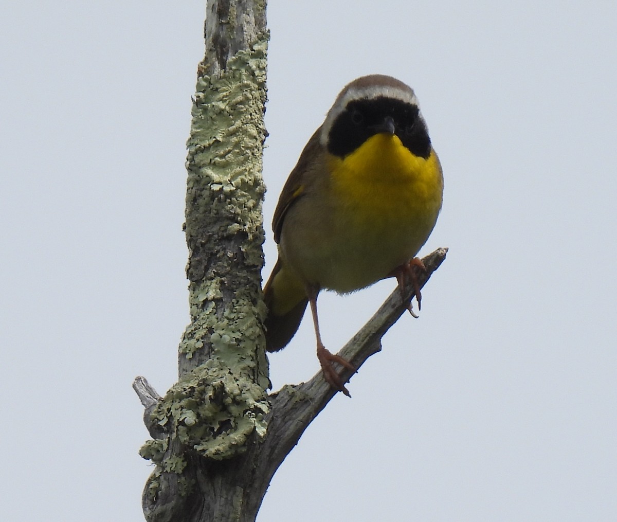 Common Yellowthroat - ML620541569