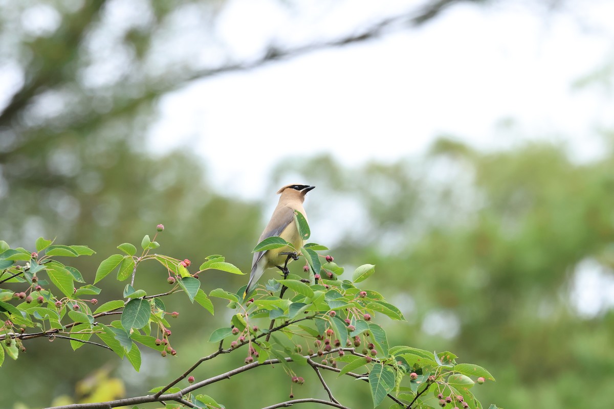 Cedar Waxwing - ML620541572