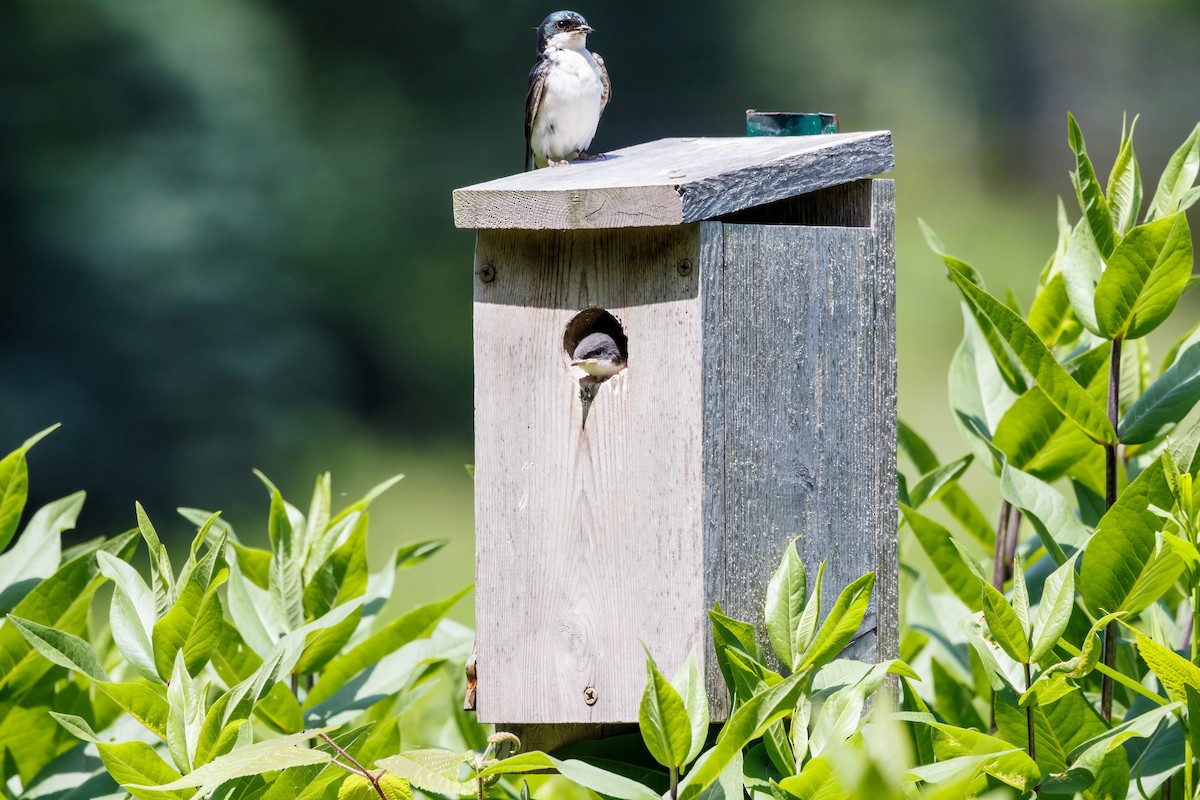 Tree Swallow - ML620541578