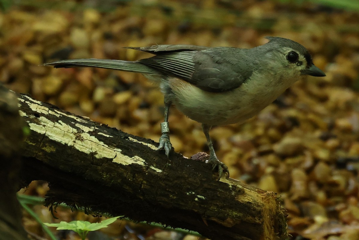 Tufted Titmouse - ML620541588