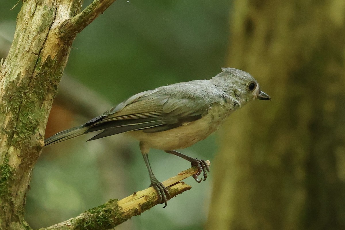 Tufted Titmouse - ML620541589