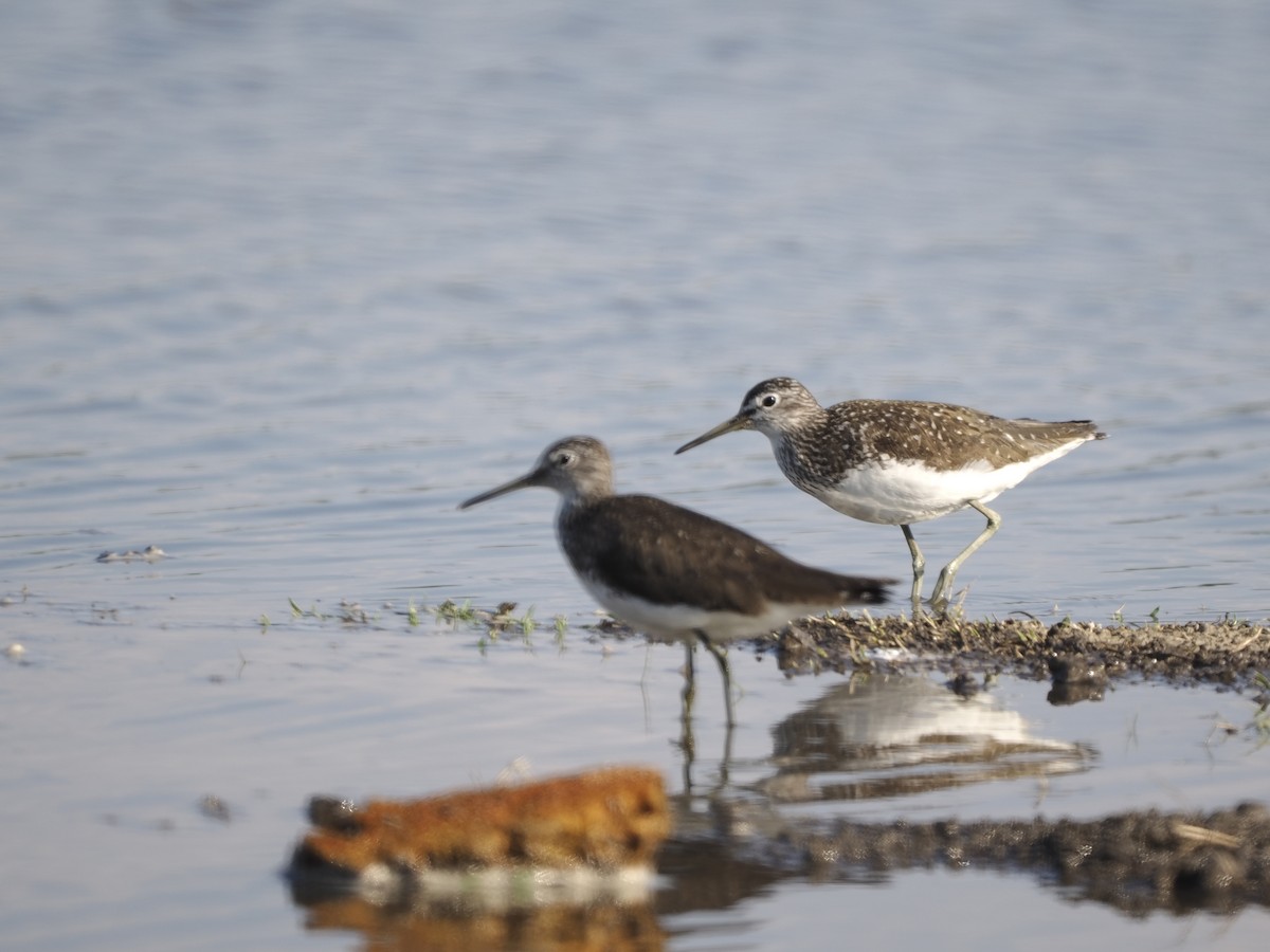 Green Sandpiper - ML620541592