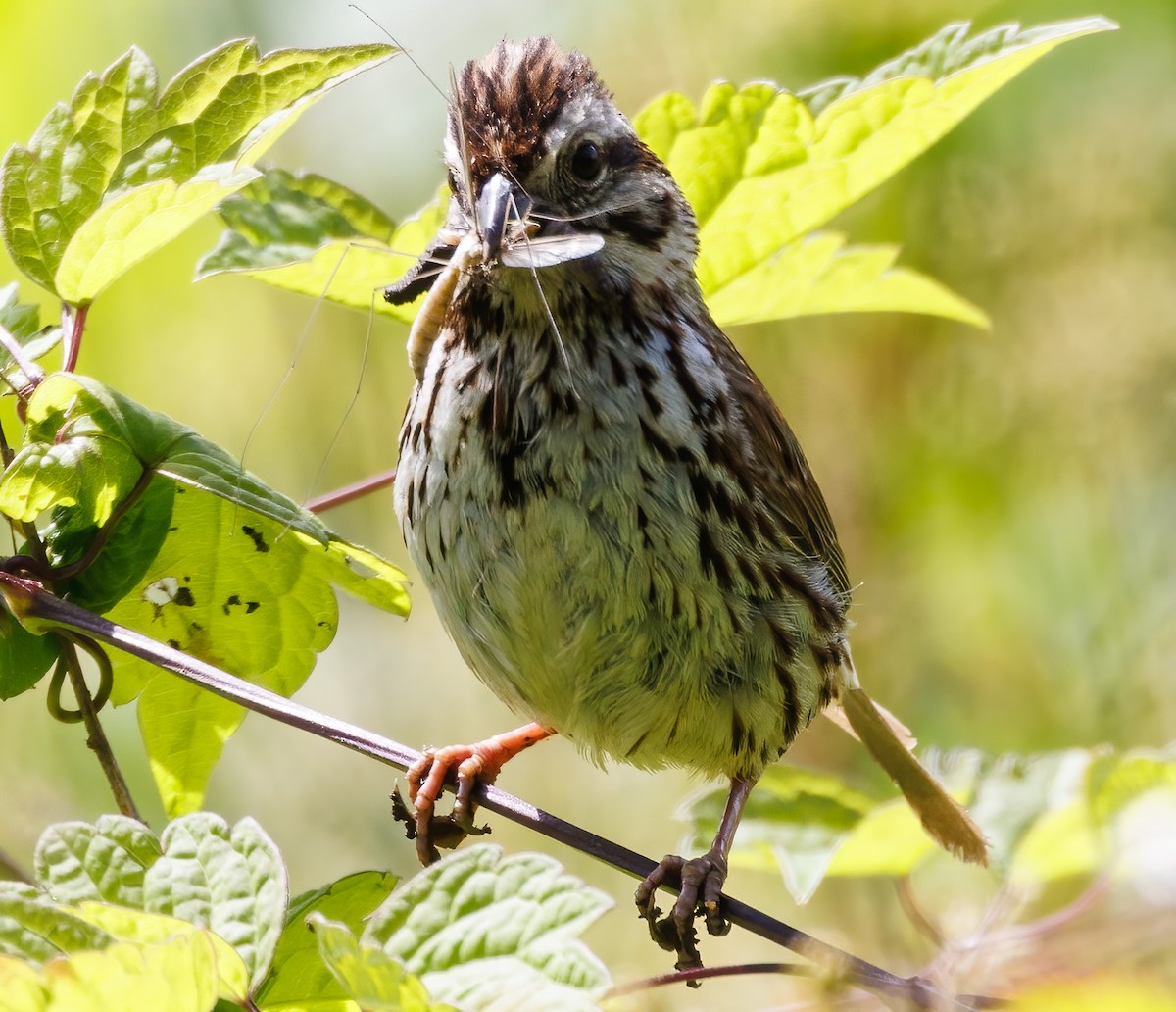 Song Sparrow - Debbie Lombardo