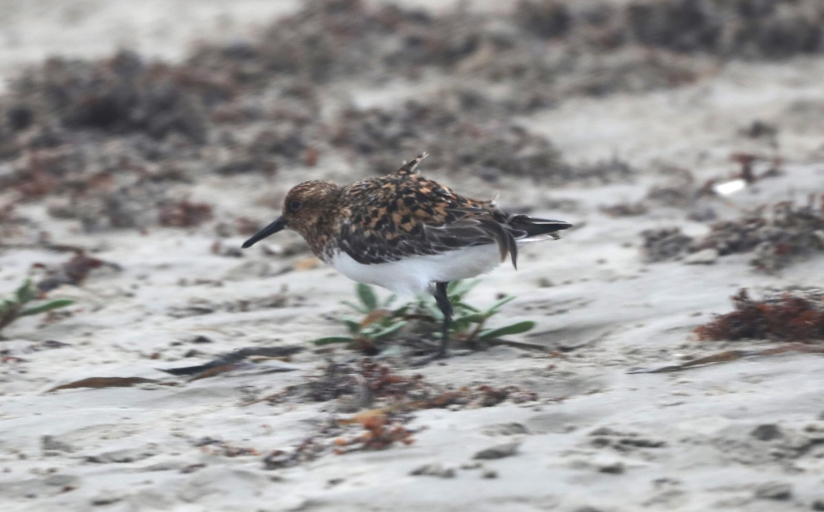 Bécasseau sanderling - ML620541599