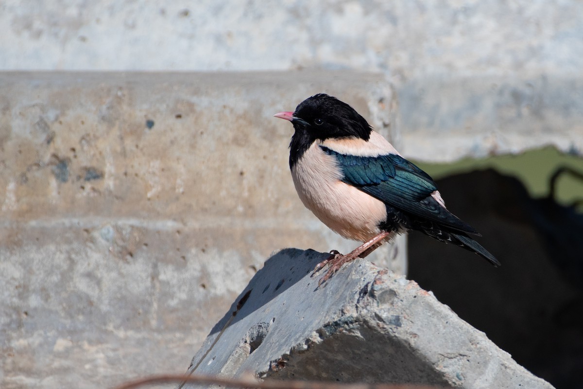 Rosy Starling - ML620541606