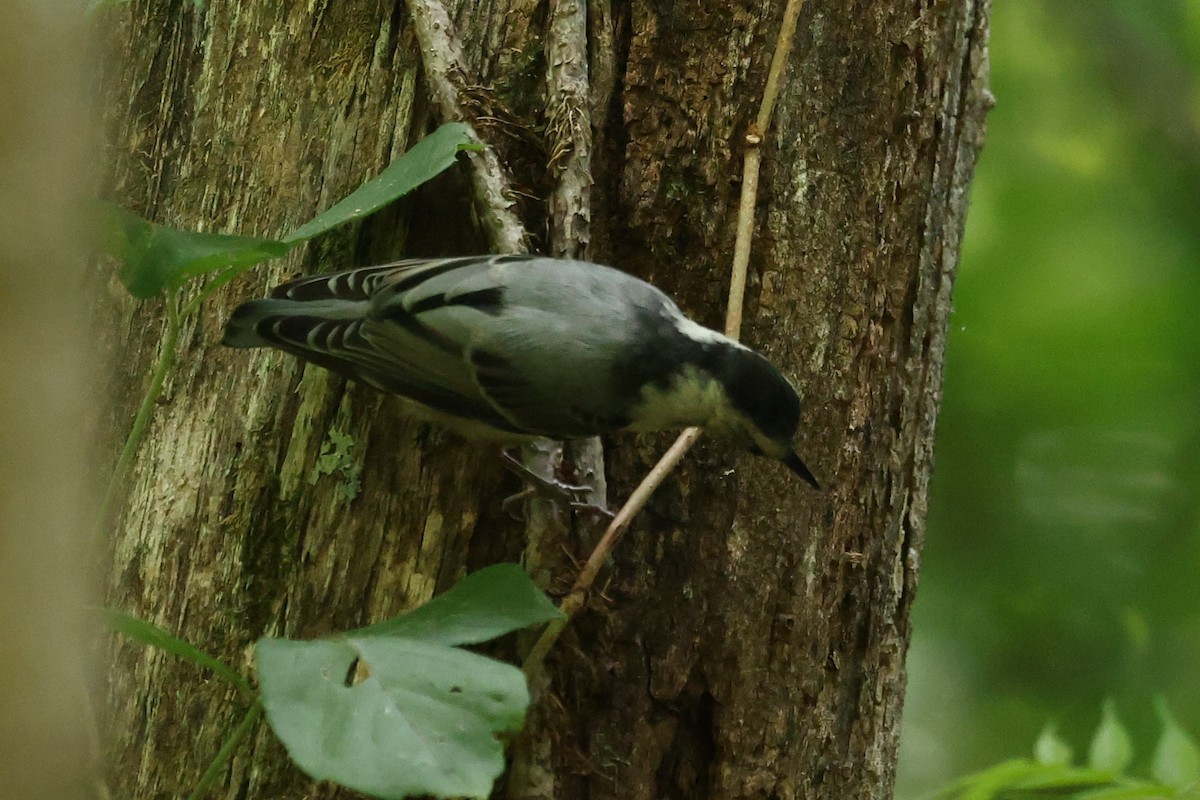 White-breasted Nuthatch - ML620541608