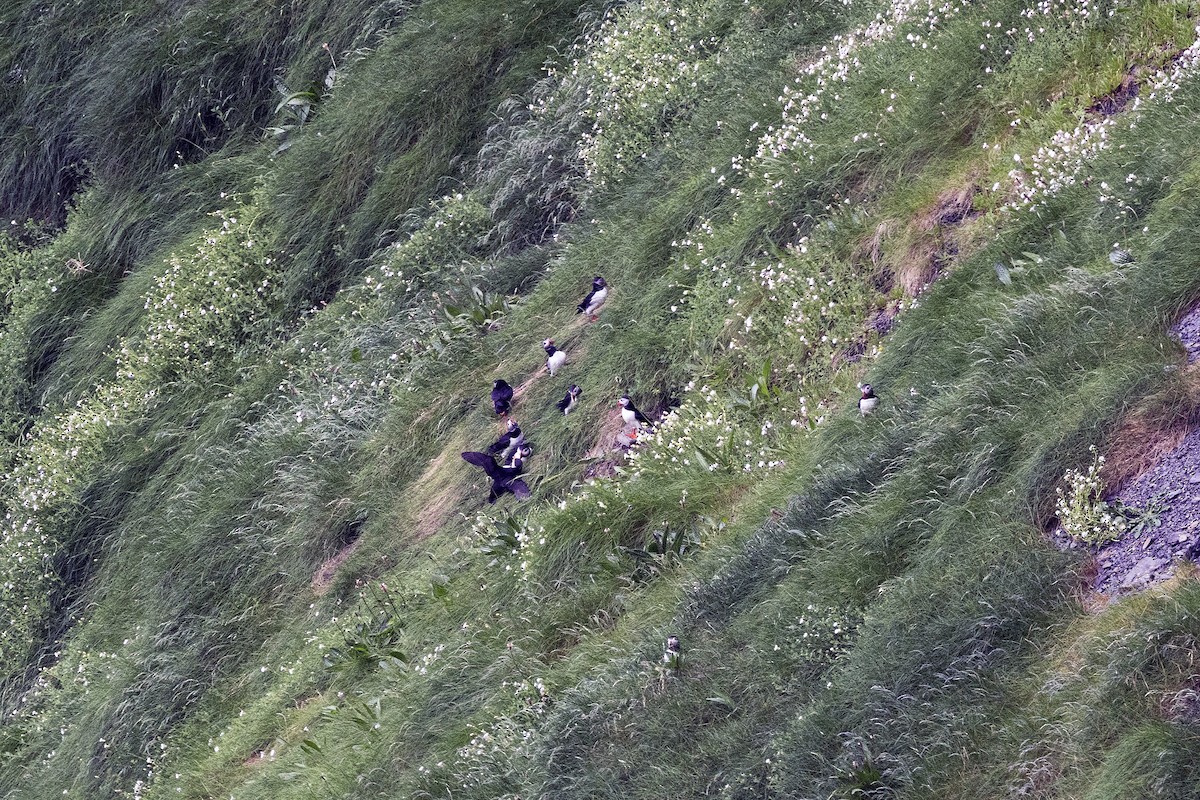 Atlantic Puffin - Anonymous