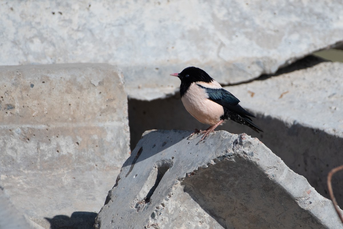 Rosy Starling - ML620541614