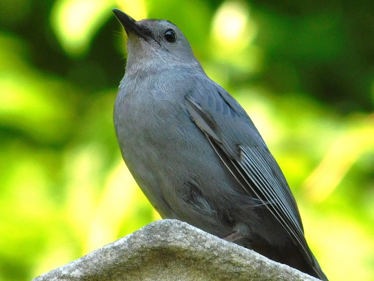 Pájaro Gato Gris - ML620541618