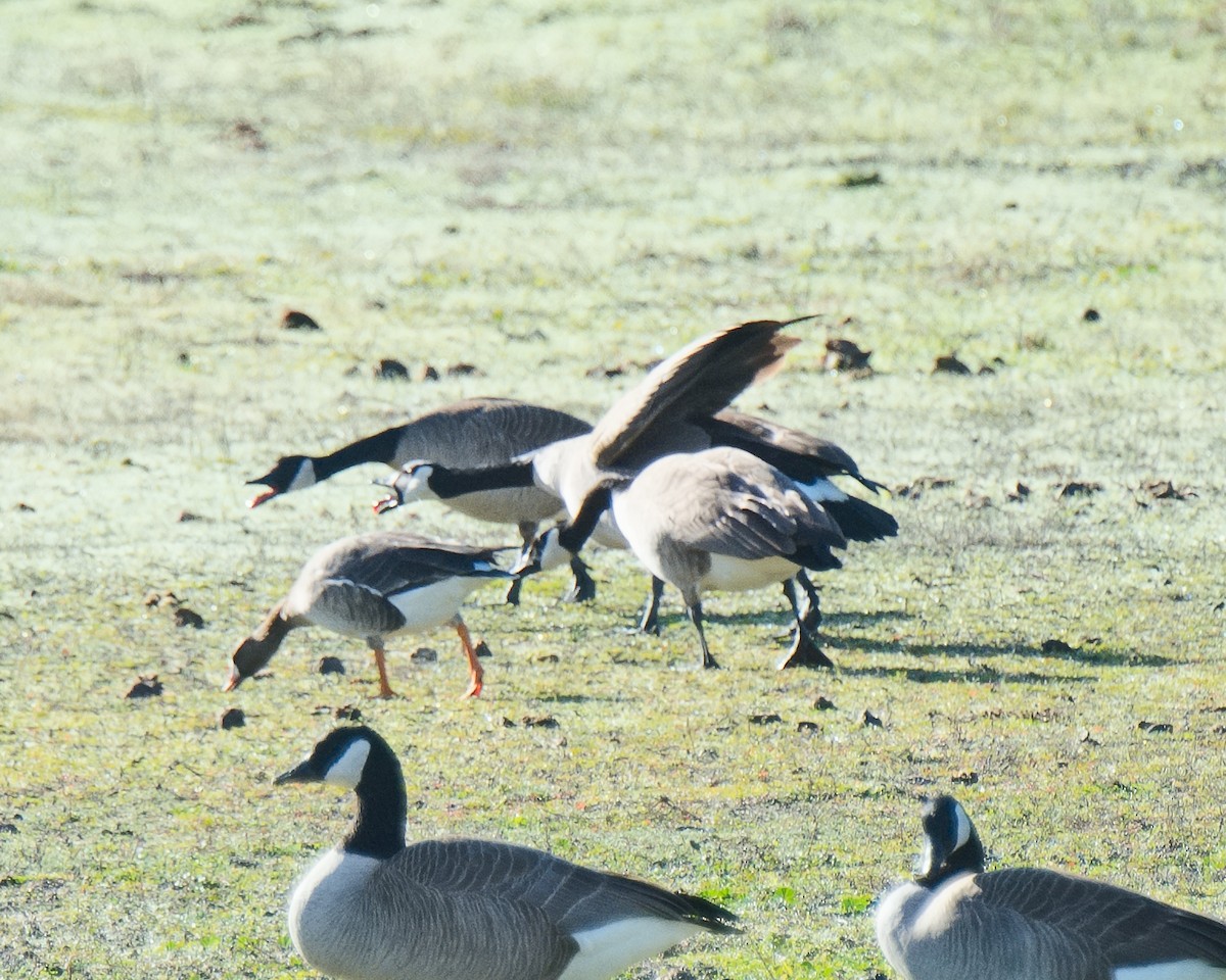 Greater White-fronted Goose (Western) - ML620541619