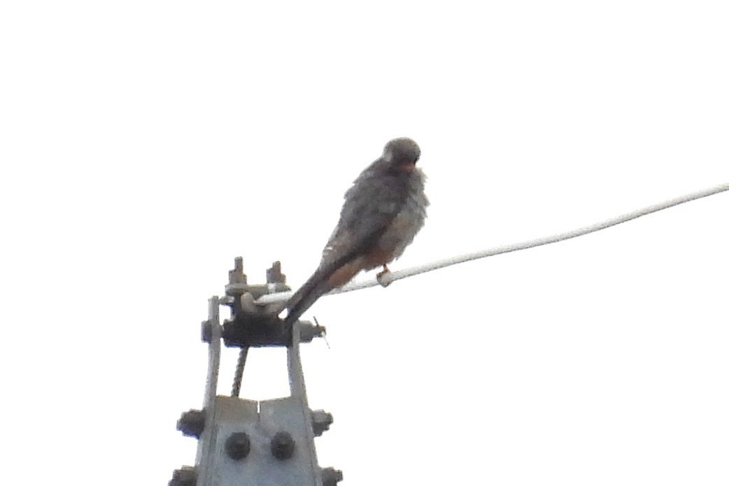 Red-footed Falcon - ML620541622