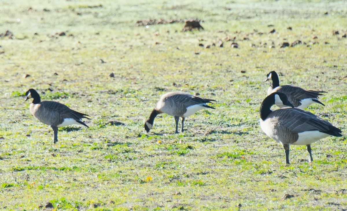 Cackling Goose (Aleutian) - ML620541623