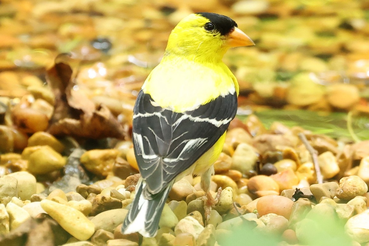 American Goldfinch - ML620541625