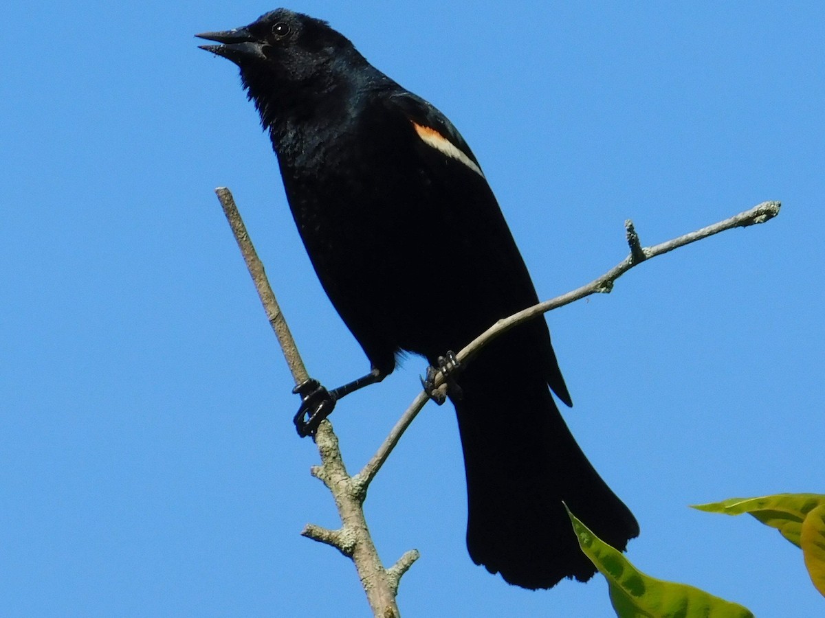 Red-winged Blackbird - ML620541628