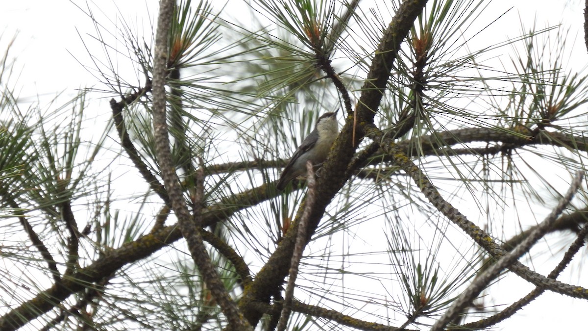 Pygmy Nuthatch - ML620541633