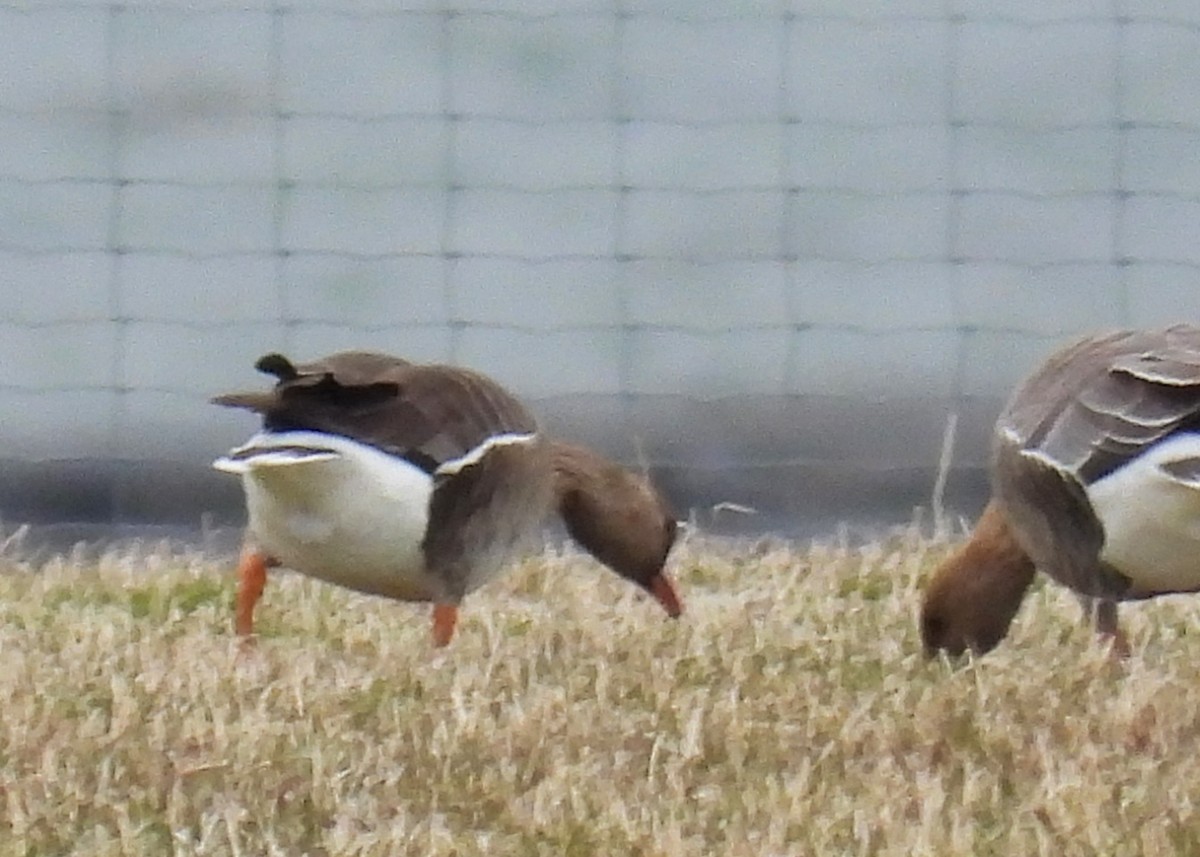 Lesser White-fronted Goose - ML620541640