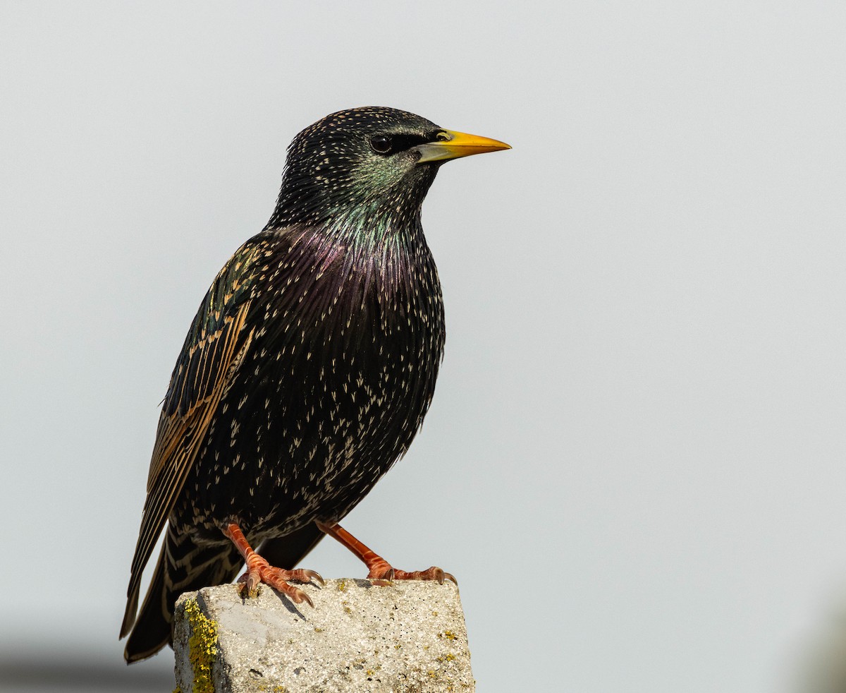 European Starling - ML620541643