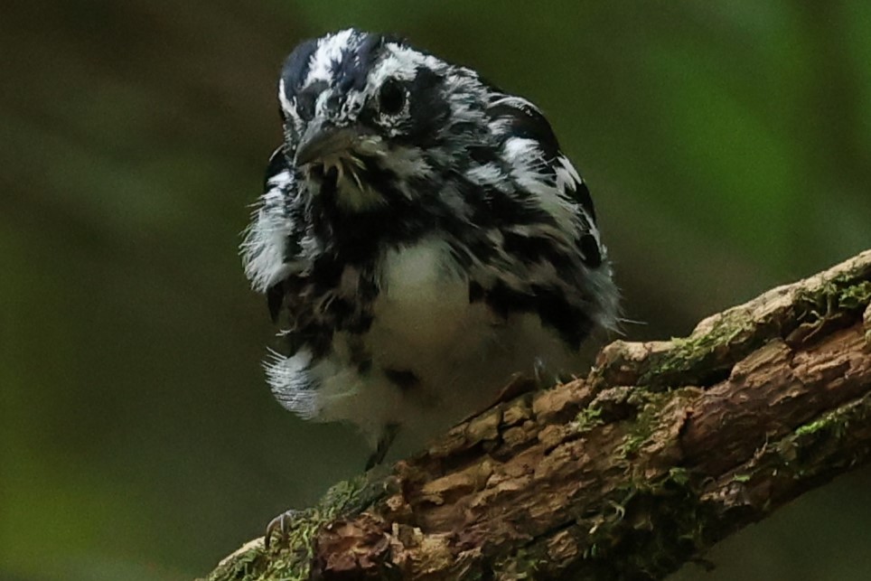 Black-and-white Warbler - ML620541653