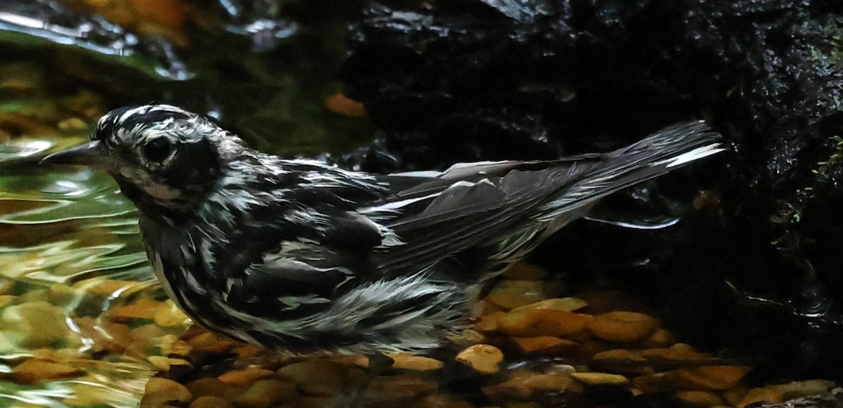 Black-and-white Warbler - ML620541654