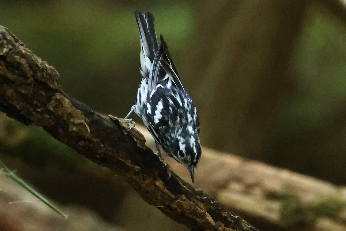 Black-and-white Warbler - ML620541655